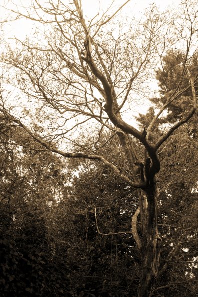 Samhain-Twisted-Tree-Sepia