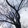 Samhain-Sky-Tree