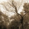 Samhain-Twisted-Tree-Sepia